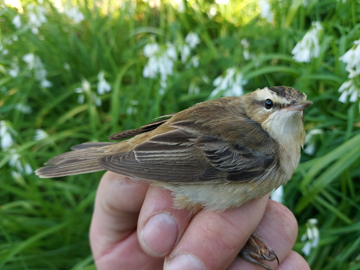 Richard Donaghey tweet media