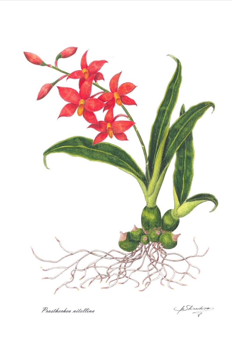 今後の予定でございます。盛りだくさんです。

🌸5/10(土)-5/11(日)山梨県 HIPS 創立10周年！
🌸5/15(木)JOGA株市　from taiyo 
🌸5/17(土)-5/18(日)愛知県 太陽園芸ｵｰﾌﾟﾝﾊｳｽ
🌸5/24(土)愛知県　トレードフェア
🌸6/4(水)東京都　東京砧花きトレードフェア
🌸6/15(日)三重県