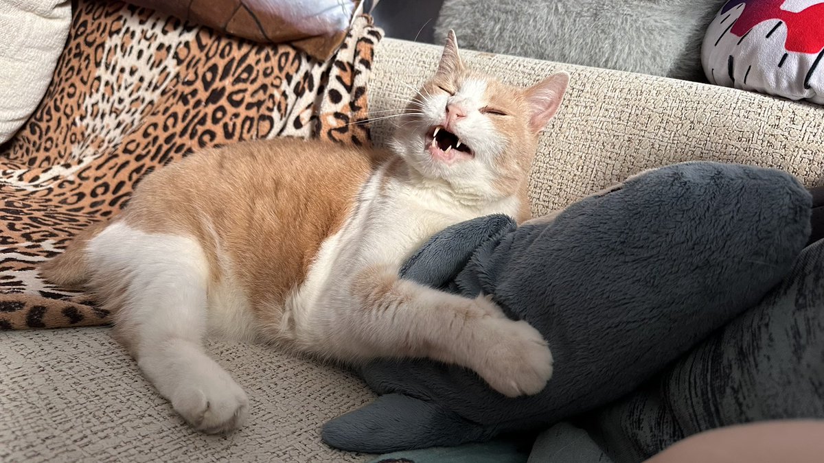 Замечали, как коты иногда копируют поведение своих хозяев?
Вот Зомби тоже спит с икеевской акулой и недовольным лицом :D