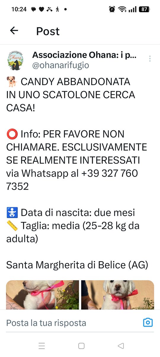 Emilystellaemi2's tweet photo. CANDY, ABBANDONATA IN UNO SCATOLONE, CERCA CASA. ❤️❤️❤️❤️🙏🙏🆘
whatsapp 39 327 760 7352
Grazie ❤️ https://t.co/7Cb4dQ7FCO