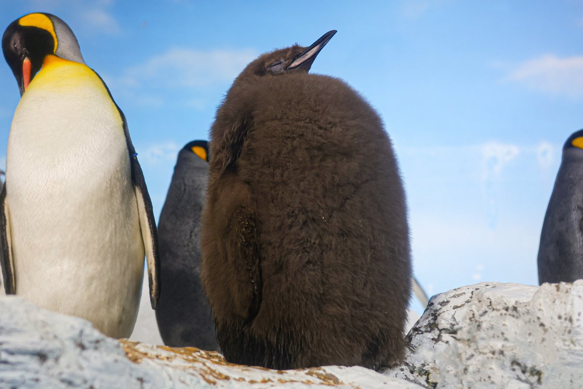 貫禄あふれるモフり具合！ 2024年8月に生まれたオウサマペンギンのヒナ