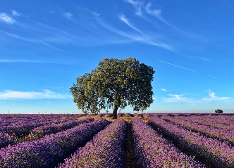 Di mil vueltas al mundo

Pero no pude ver

Nada que se parezca a ti.

#Castilla #Villalar2025
