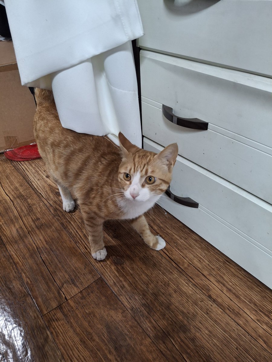 요녀석 창문 열고 가게 2층 집에서 탈출해서 사라짐 어이없다