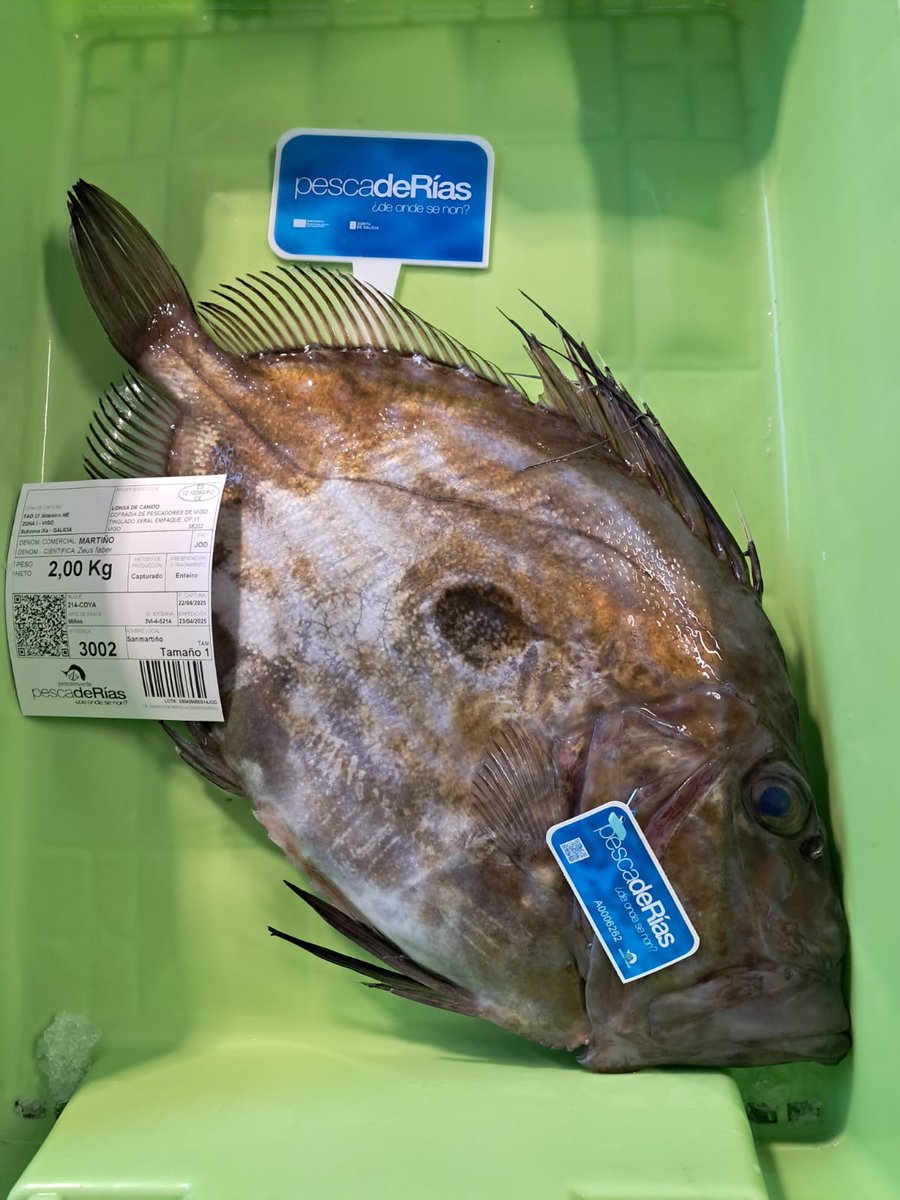 Hoxe martiño espectacular na #LonxadeCanido 😍
<a href="/carlosbotana12/">Carlos Botana Lagaron</a> 
<a href="/MarXunta/">Consellería do Mar</a> 
<a href="/deondesenon/">pescadeRías</a> 
<a href="/FNCP_Pescadores/">Federación Nacional de Cofradías</a>