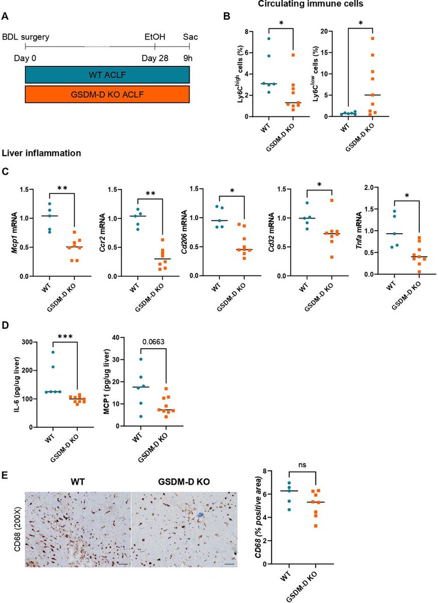 eGastro_BMJ's tweet photo. 📢 New Article in eGastroenterology!
📖Gasdermin D deletion prevents liver injury and exacerbates extrahepatic damage in a murine model of alcohol-induced ACLF
🧬ACLF was induced in GSDM-D-deficient or wild-type mice by 28-day bile duct ligation surgery plus a single 5 g/kg alcohol binge, leading to acute decompensation. This study revealed that gasdermin D (GSDM-D) deficiency has organ-specific effects in ACLF. #ACLF #GSDMD #Alcohol
📖 Read more: https://t.co/CJi4wk7wu6
@Gut_BMJ @BMJ_Open @FrontGastro_BMJ