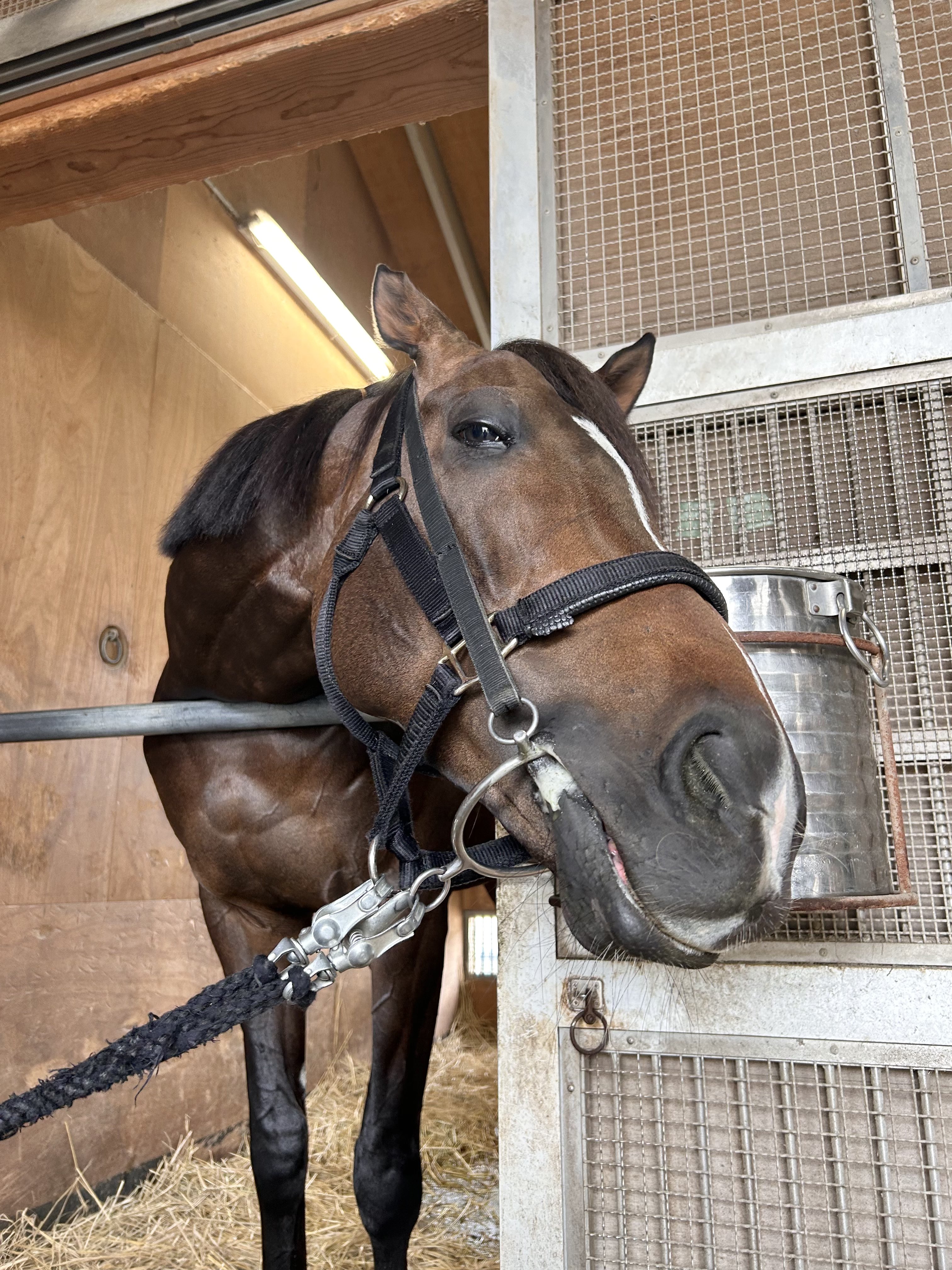 楽天Kobo電子書籍ストア: 週刊競馬ブック2025年01月07日発売号