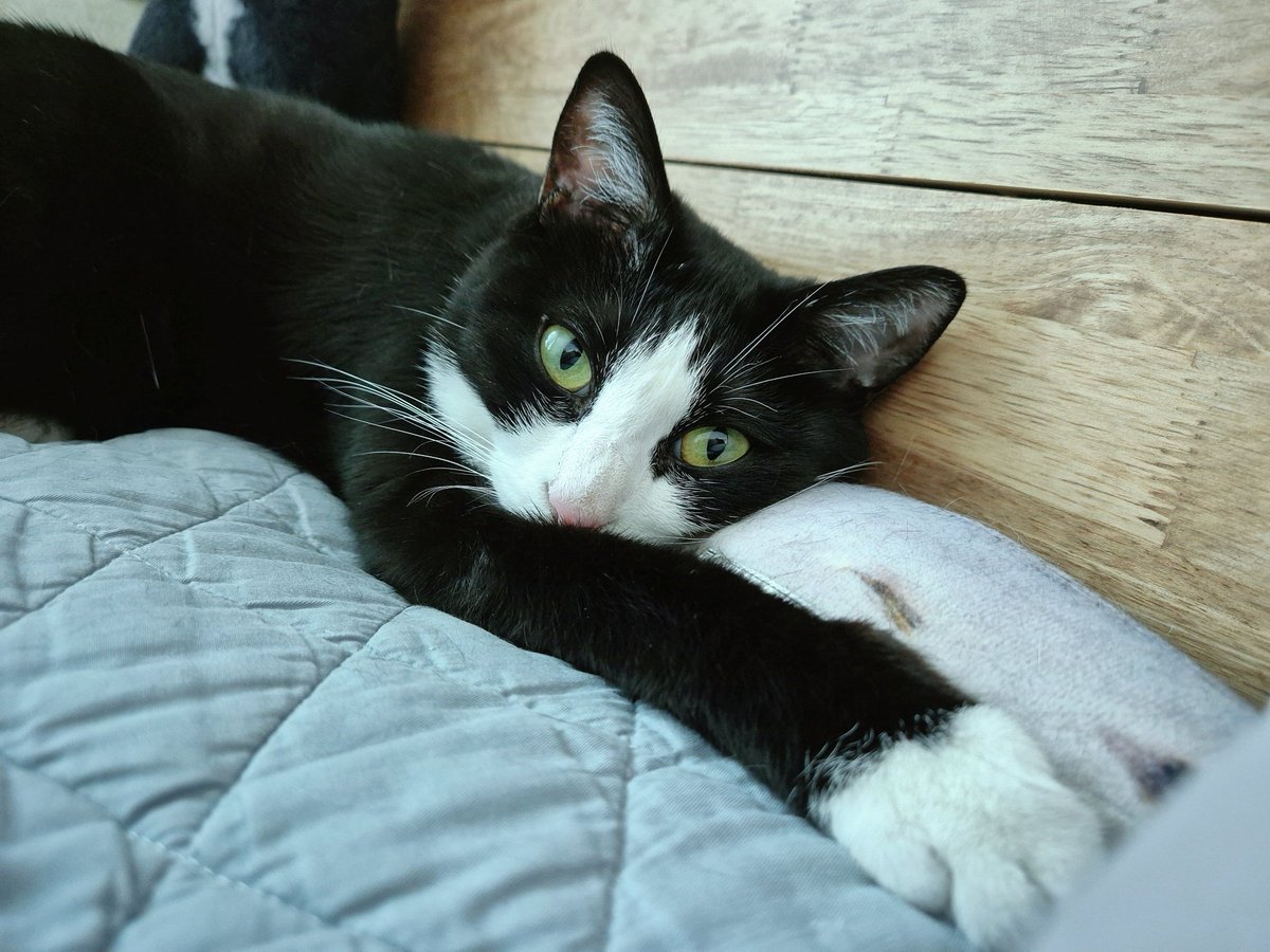 자고나서 눈을 뜨면 항상 머리맡에서 함께 자고 있어요ㅎ with고등어베개🐟 먼저 일어나서 지긋이 바라보고 있기도😳