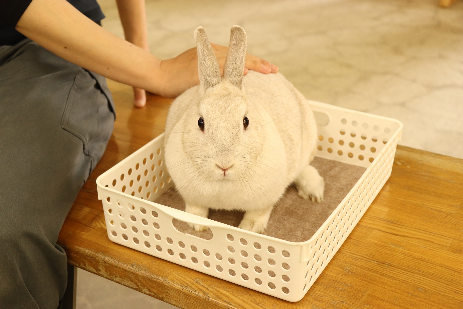 静岡市立日本平動物園 on X: 