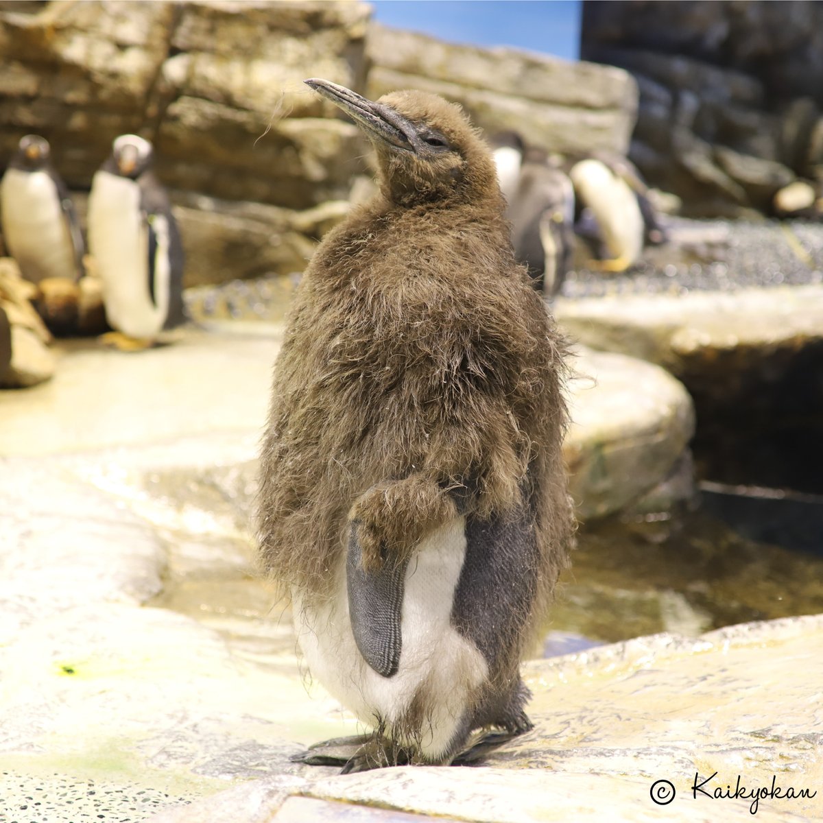 今日は世界ペンギンの日🐧 海響館では新しい仲間が増えていますよ