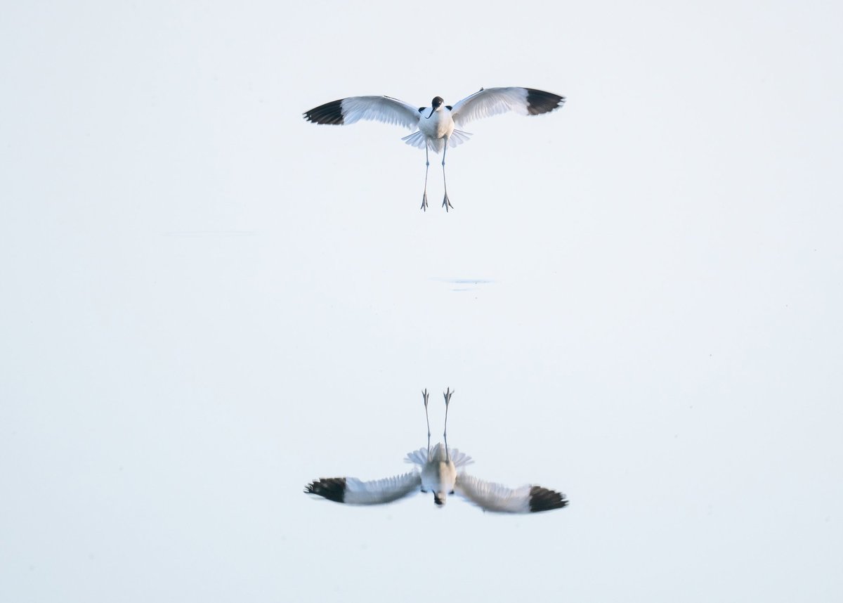 Avocet reflection!
<a href="/NorfolkWT/">Norfolk Wildlife Trust</a> <a href="/BBCSpringwatch/">BBC Springwatch</a> <a href="/Natures_Voice/">RSPB</a> 
#Norfolk #BBCWildlifePOTD #wildlifephotography #NaturePhotography #birdwatching #birds #BirdsOfTwitter #nature #wildlife #reflections #spring #springwatchlist