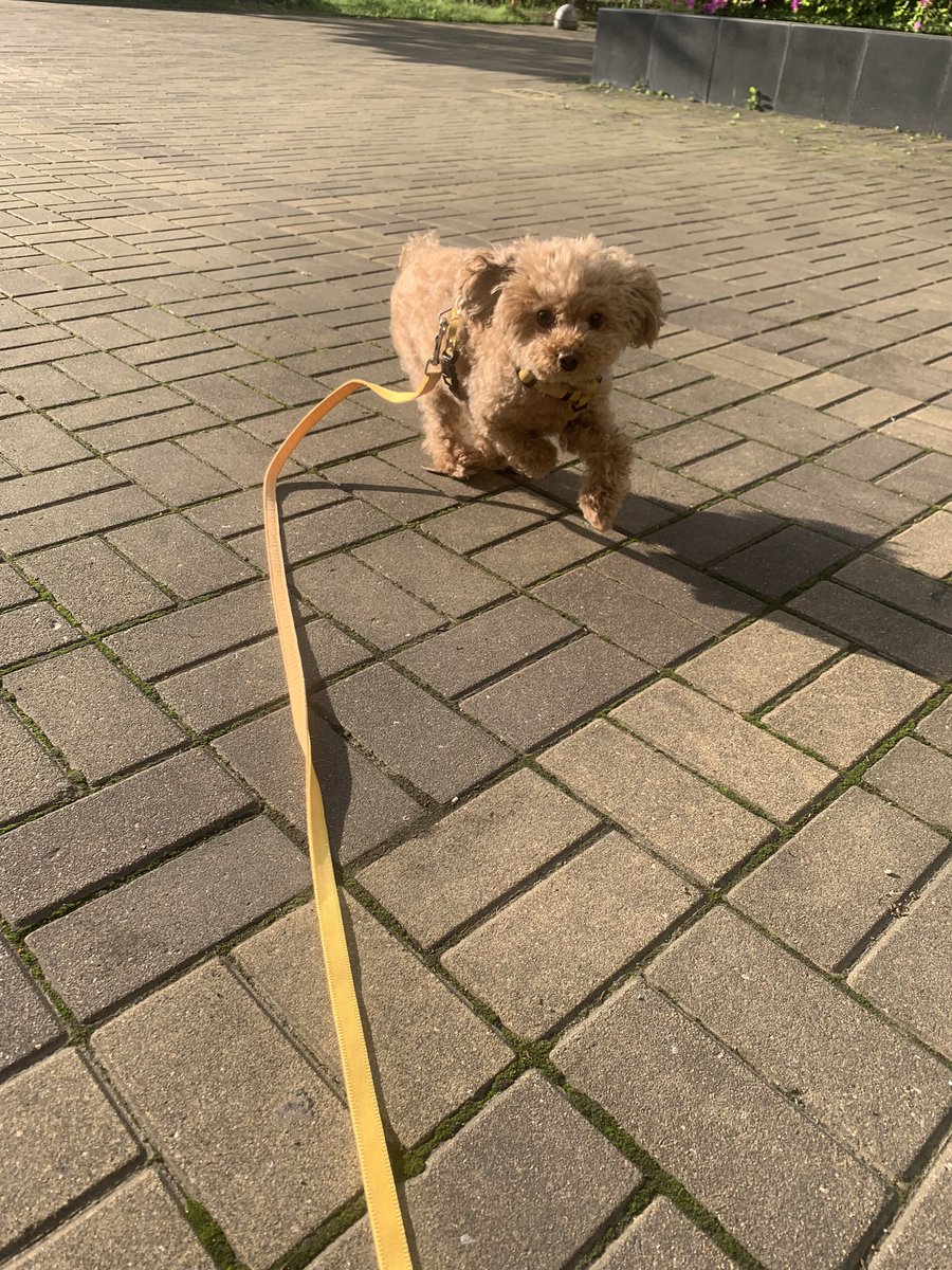 푸들 새찌 tweet media
