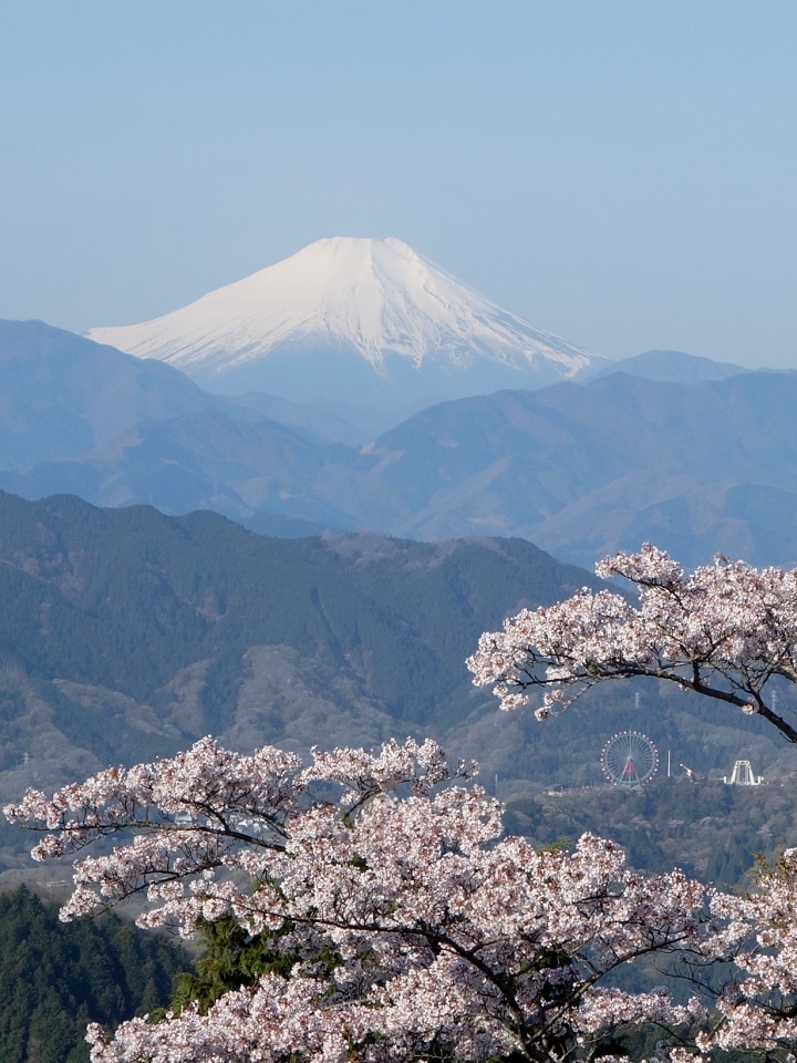 tonodake's tweet photo. こんばんは

高尾山から見た
富士山🗻と山桜🌸と観覧車🎡

おつかれさまです🍵 https://t.co/JwHzvUOSWj