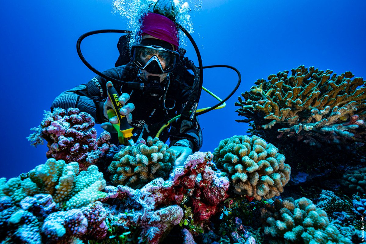 UN Ocean Decade (@unoceandecade) on Twitter photo 🪸In French Polynesia, researchers supported by <a href="/UNESCO/">UNESCO 🏛️ #Education #Sciences #Culture 🇺🇳</a> found coral species thriving in conditions typically fatal to them.
As global coral bleaching has now hit 84% of reefs, this rare reversal could help reshape how we understand coral adaptation: ow.ly/VNjE50VG4SU 🪸In French Polynesia, researchers supported by <a href="/UNESCO/">UNESCO 🏛️ #Education #Sciences #Culture 🇺🇳</a> found coral species thriving in conditions typically fatal to them.
As global coral bleaching has now hit 84% of reefs, this rare reversal could help reshape how we understand coral adaptation: ow.ly/VNjE50VG4SU