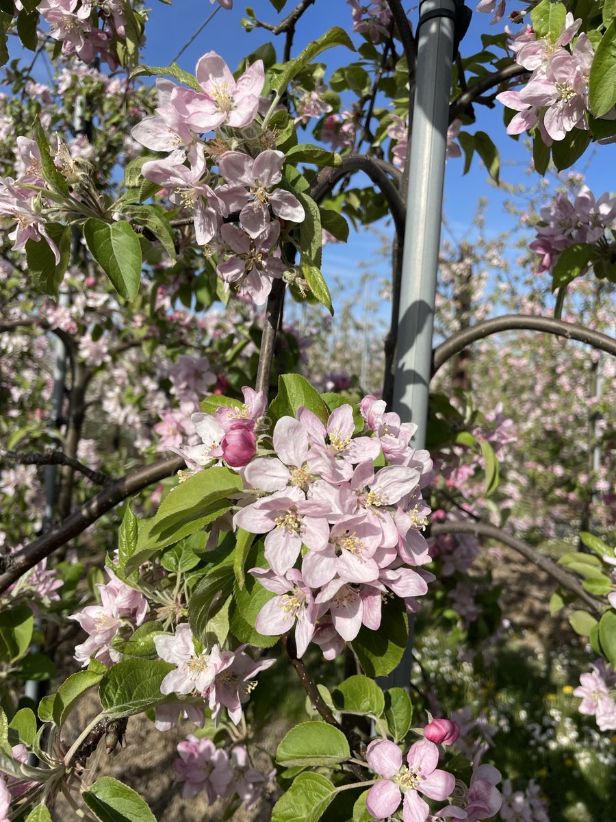 It's blossom time in the orchards and how beautiful do these apple trees look?

📍 Chandler &amp; Dunn, Kent 🌳🍎
