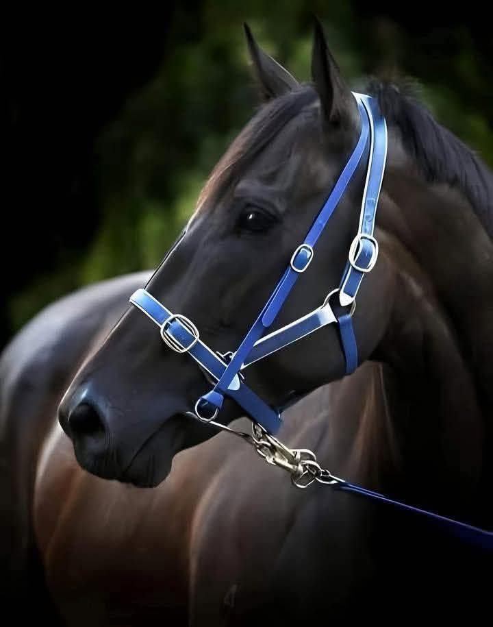 BLACK CAVIAR