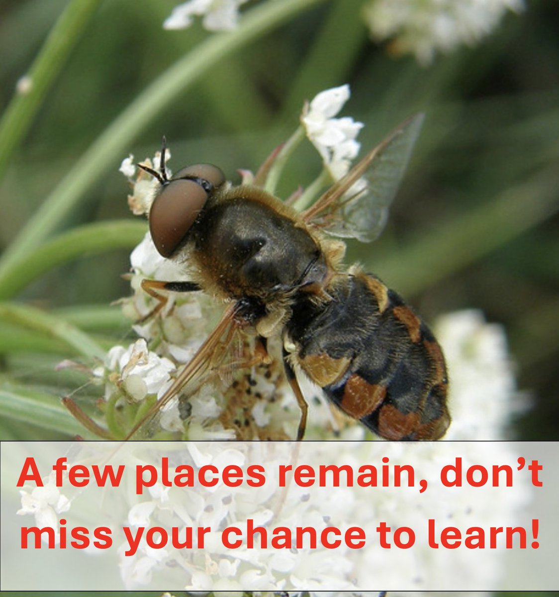 BENHS Dinton Pastures - Soldierflies and Allies workshop - Martin Harvey May 3rd, 10:30 - 16:00. Dinton Pastures, Nr. Reading.  

To book a place mail;  indoormeetings@benhs.org.uk, please supply a mobile phone contact number  

Image: Steven Falk