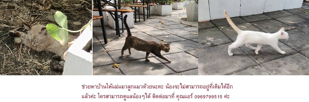 Catster & Co บ้านพักพิงแมวจร tweet media
