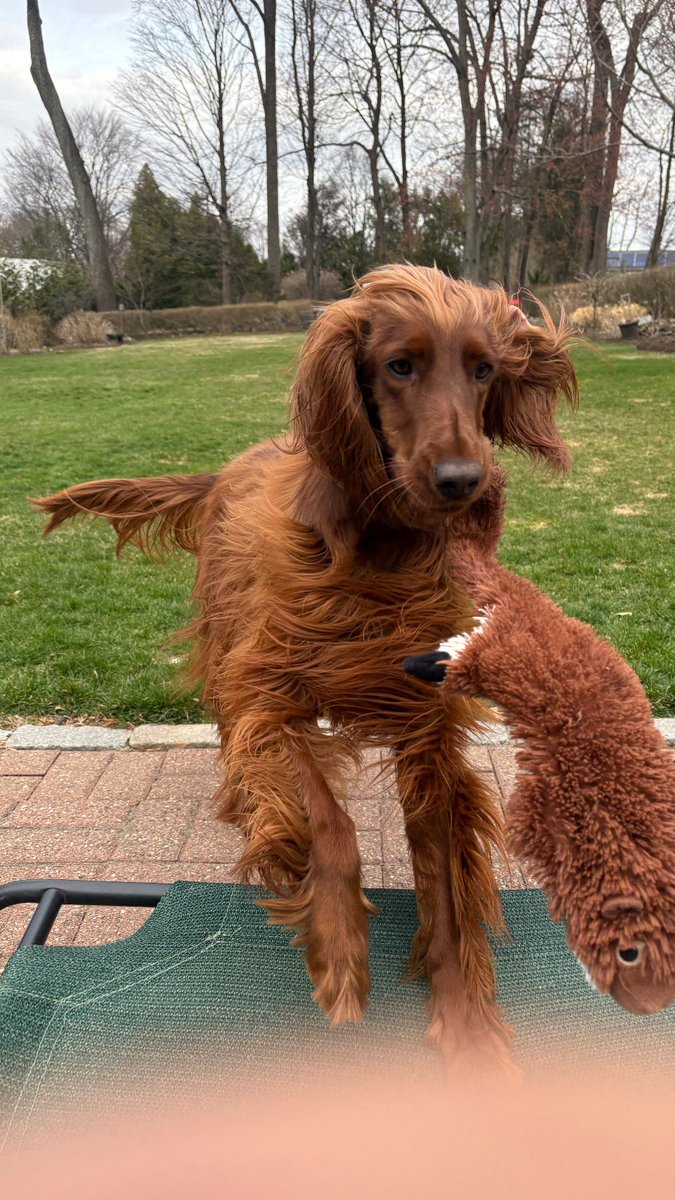 gacco64's tweet image. @WayTooEarly #Waytoearly Rosie says hi this morning getting ready to take her out and getting ready to go to work. That’s why we’re up. Glenn