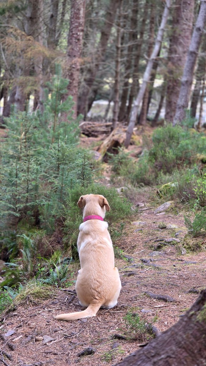 SmiddyOld's tweet photo. A wee bit overcast, but always a good walk with my little mate 🐕 🌳 https://t.co/dQlb1CKPXy