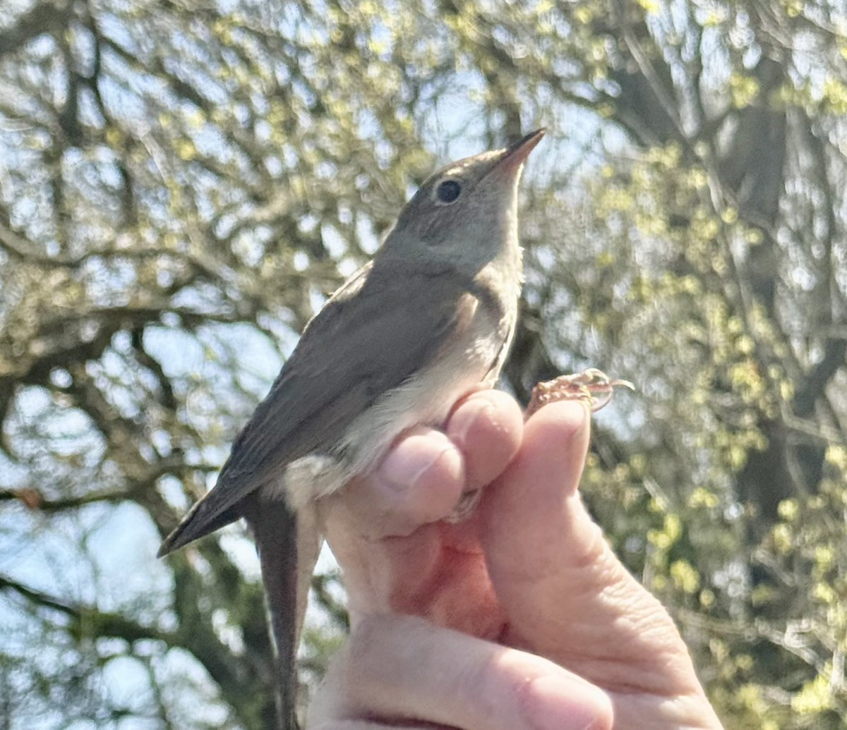 GruiformAbi's tweet image. Caught a bird ringing demonstration at RSPB Minsmere over Easter- they let me hold a chiffchaff and I got my closest ever view of a nightingale!