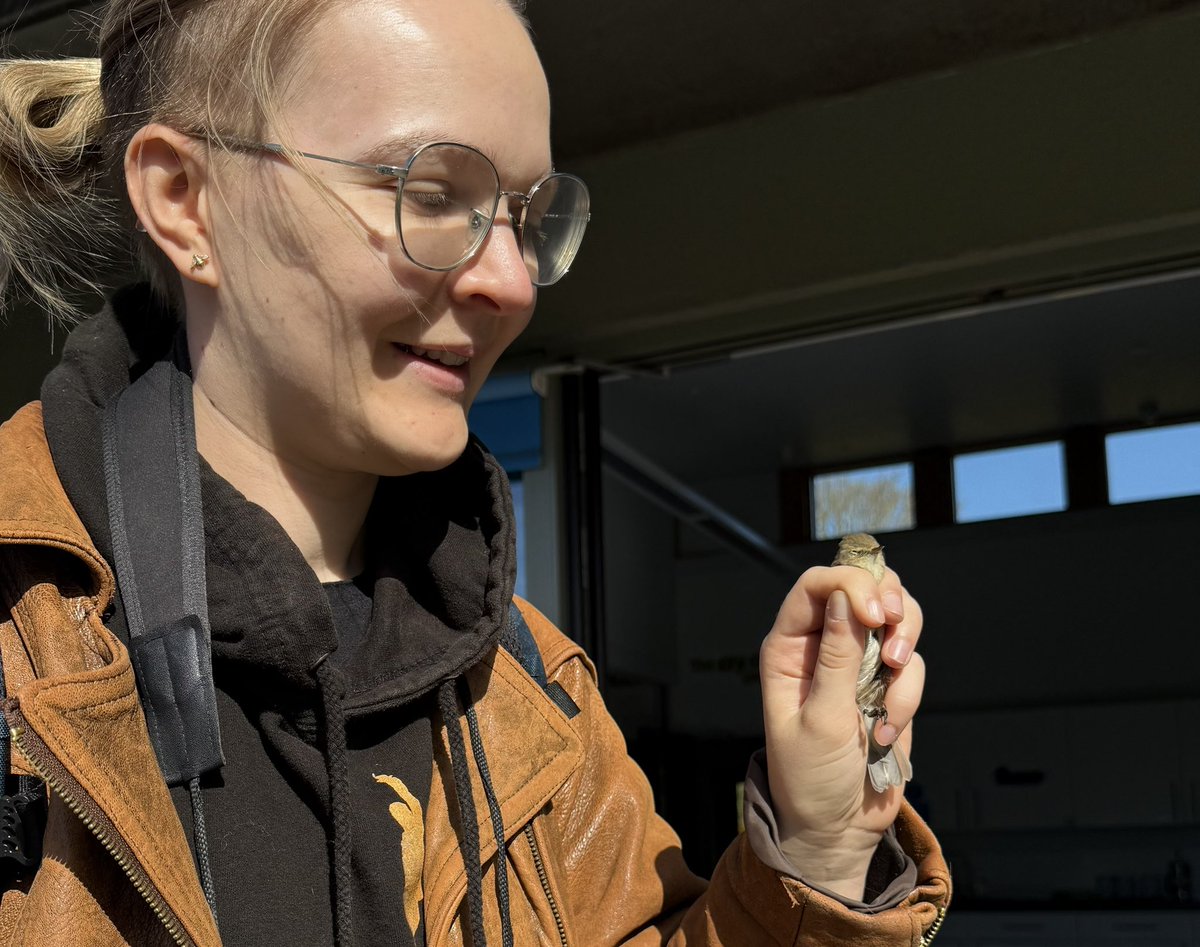 GruiformAbi's tweet image. Caught a bird ringing demonstration at RSPB Minsmere over Easter- they let me hold a chiffchaff and I got my closest ever view of a nightingale!