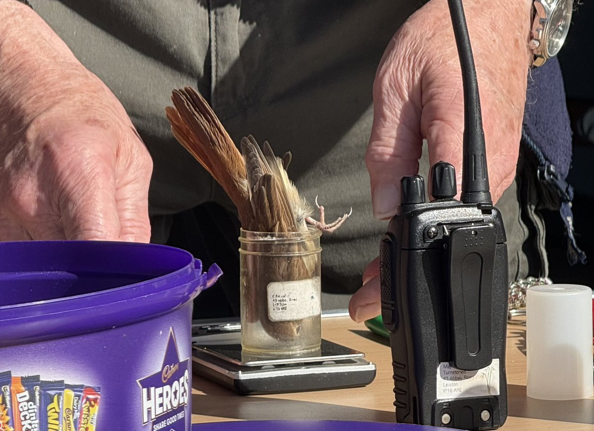 GruiformAbi's tweet image. Caught a bird ringing demonstration at RSPB Minsmere over Easter- they let me hold a chiffchaff and I got my closest ever view of a nightingale!