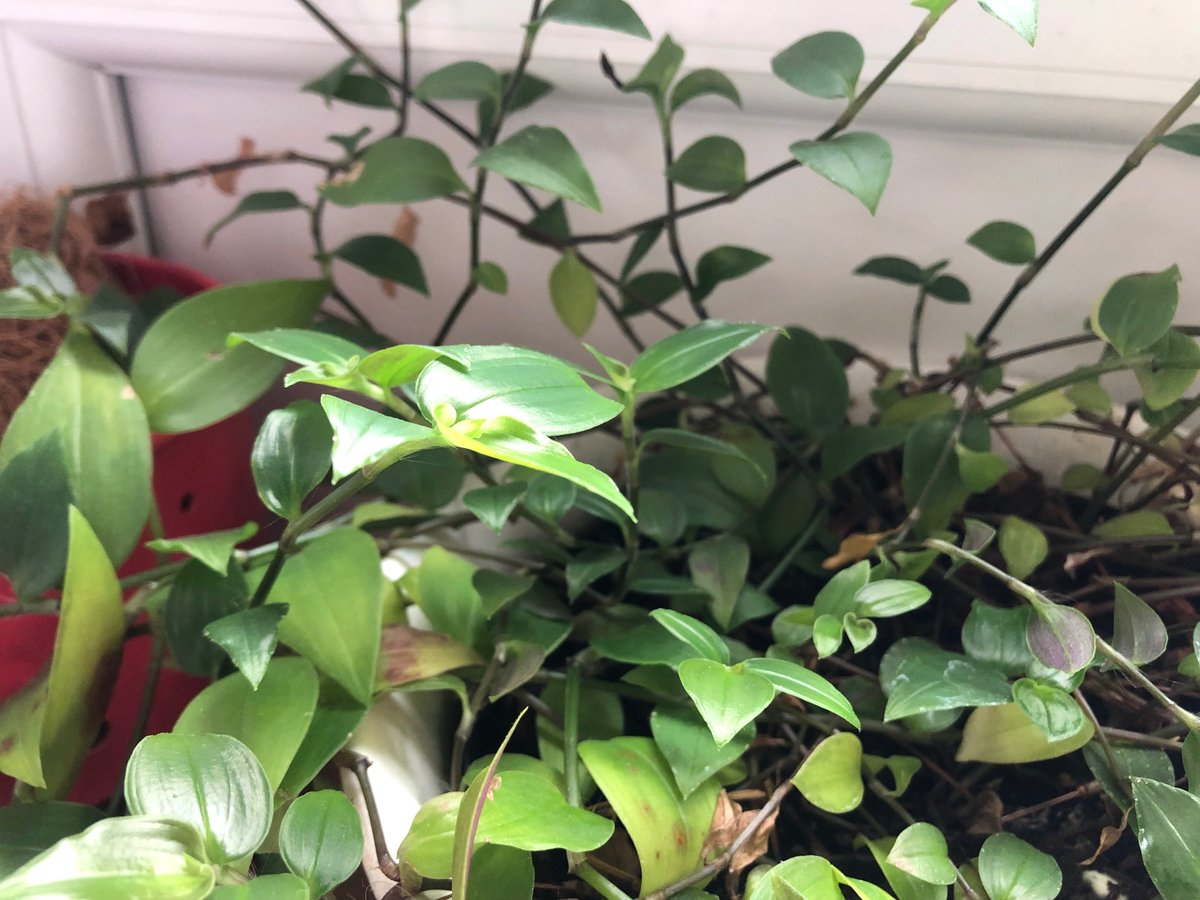 The riotous joy of plants in the spring.  Starting my day #grateful for that.