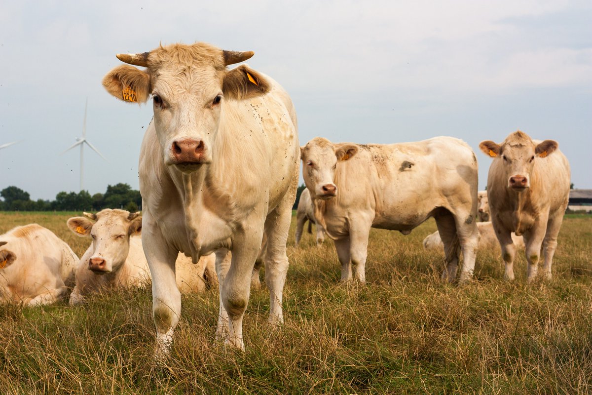 🌱 Journée internationale de la santé des végétaux
Sol vivant, culture saine pour un élevage durable 🐄
À Tech Élevage, plantes et animaux avancent main dans la main 💪
#SantéDesVégétaux #TechElevage #AgricultureDurable