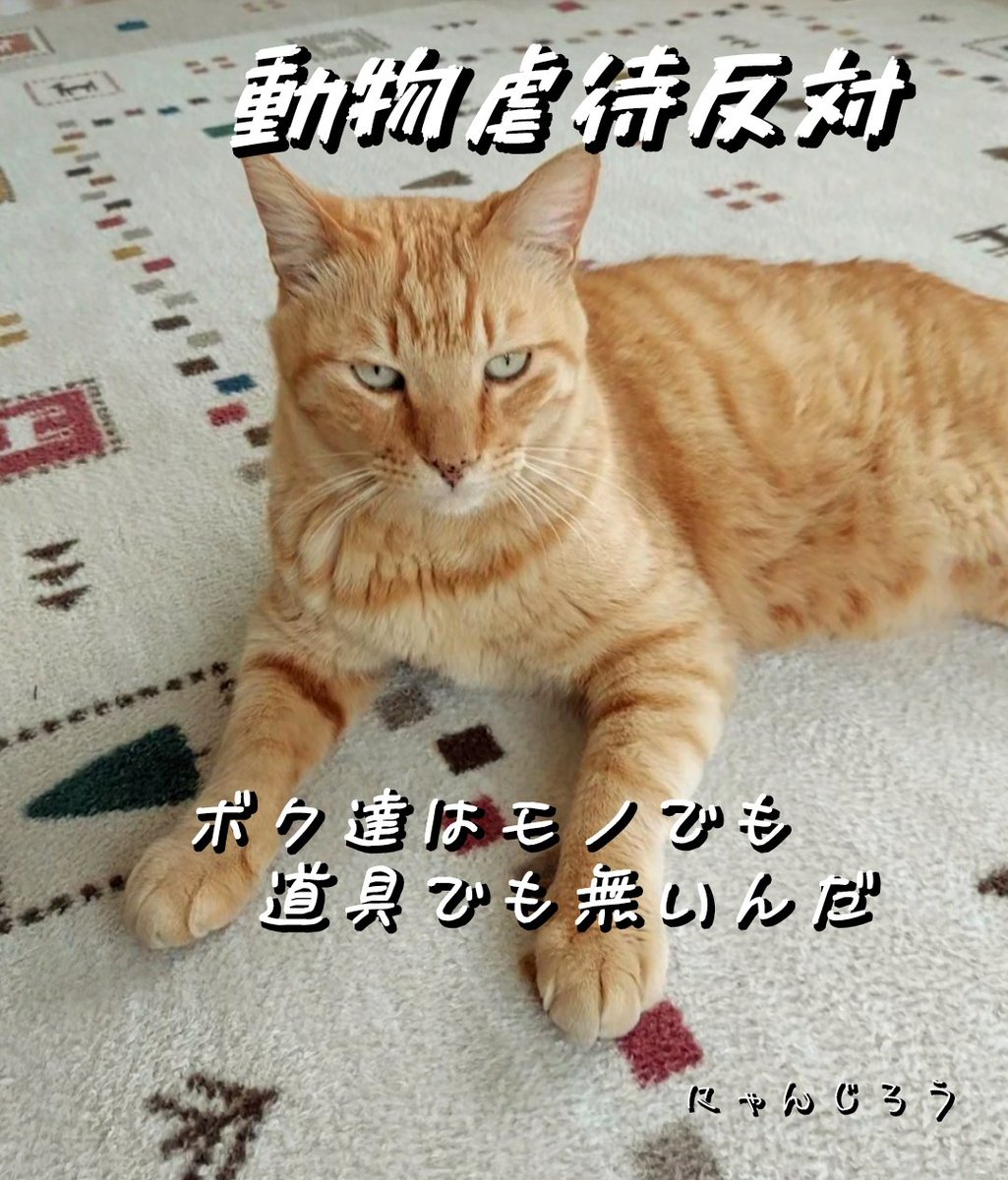 こーいち 🐾 🐶😸 (@koichi20515067) / X こーいち 🐾 🐶😸 (@koichi20515067) / X