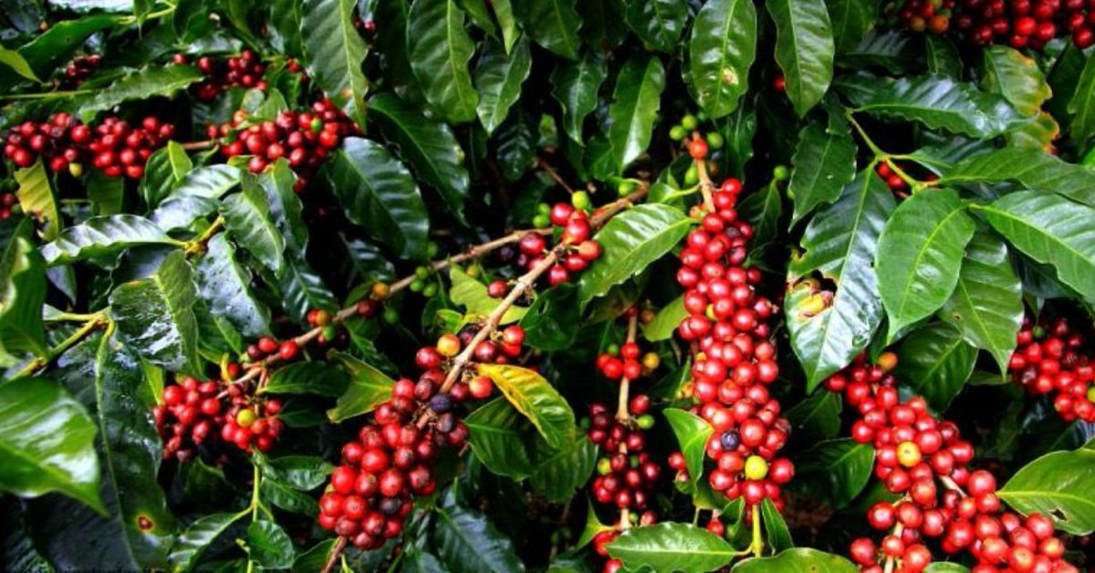 MegafmGulu's tweet photo. Acholi has what it takes to lead in coffee!
@OWC_ug is driving large-scale farming under NDP IV, Rocco Paco is empowering smallholders with the 4-Acre Model—bringing #CoffeeValueChain benefits to every backyard.
#Acoli #Coffee 
@StateHouseUg @CoffeeUganda @MAAIF_Uganda @NRMOnline https://t.co/F18pzRhepV