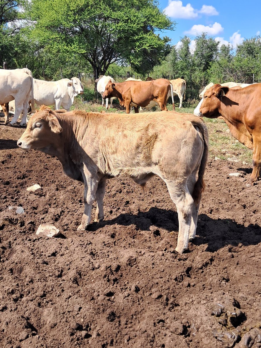 Limousine bulls performs exceptionally well with any breed 🐂🐂🐂
<a href="/Machile_Farmer/">Brandon Mphela 🐂🌽🐓</a> <a href="/Novine_Farm/">Novine Farm 🧑‍🌾</a> <a href="/Felieboo/">Felieboo</a> <a href="/ThaboDithakgwe/">Thabo Dithakgwe</a> <a href="/IpelengKwadi/">Ipeleng Kwadi-Seboni</a> <a href="/OleLekgetho/">Olerile Ole</a>