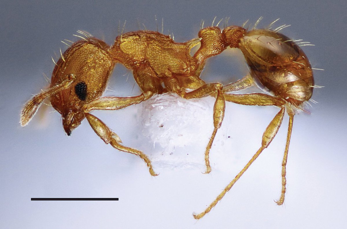 Wasmannia auropunctata, also known as the ‘little fire ant’ or ‘electric ant’, a serious threat to both biodiversity and public health, is recorded in the oceanic archipelago of the Canary Islands for the first time.

See more here: doi.org/10.3897/jhr.98…