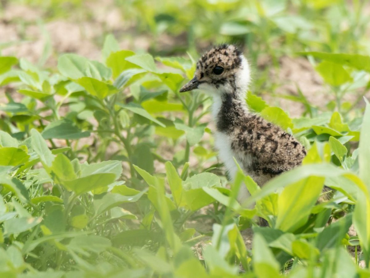 Het Stimuleringsfonds #Boerenlandvogels Fryslân 2025 is geopend. Al 10 voordrachten zijn goedgekeurd in week 1 (40 ha). Mooi dat deze deelnemers zich actief willen inzetten voor boerenlandvogels. Voordragen kan nog. Meer info: ap.lc/Kehmq