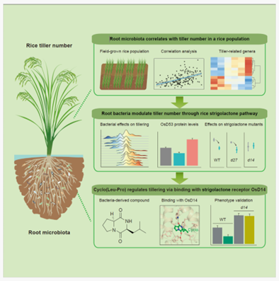 SLSPKU's tweet image. Dr. Yang Bai’s team and collaborators found the novel function and mechanism of root microbiota to regulate rice tillering process. #PKUResearch 
cell.com/cell/fulltext/…