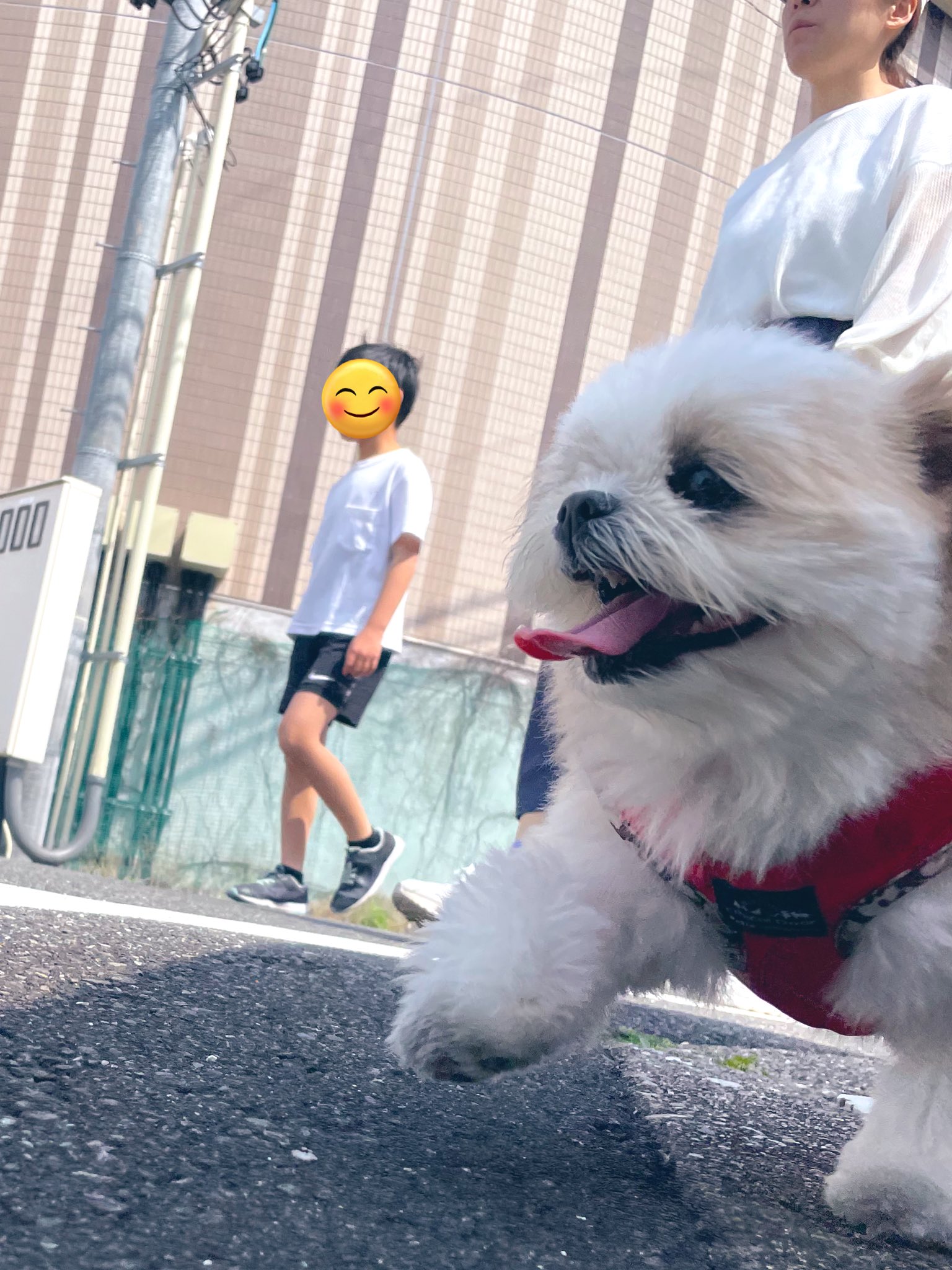 みかん日記（犬） (@mikandaisukisu) / X