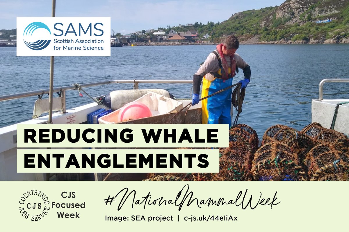 The CJS Team (@countrysidejobs) on Twitter photo Whale entanglement is a man made problem <a href="/SAMSoceannews/">Scottish Association for Marine Science</a> & partners running the Scottish Entanglement Alliance want to come up with solutions to prevent these situations that see whales die each year. #NationalMammalWeek c-js.uk/44eIiAx Whale entanglement is a man made problem <a href="/SAMSoceannews/">Scottish Association for Marine Science</a> & partners running the Scottish Entanglement Alliance want to come up with solutions to prevent these situations that see whales die each year. #NationalMammalWeek c-js.uk/44eIiAx