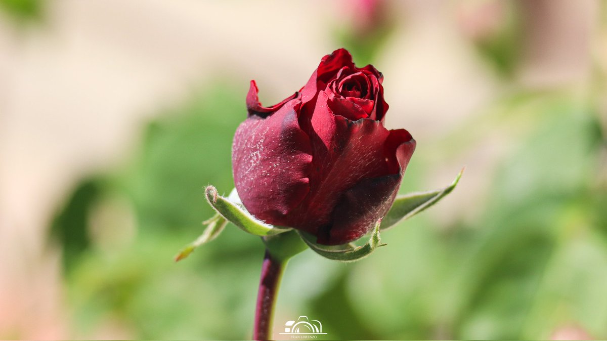 Fran Lorenzo (@fran_lorenzo95) on Twitter photo ✏️ Feliç Sant Jordi amb aquesta bonica rosa.
📌 Viladellops, Olèrdola
📆 23-04-2025
<a href="/AsEcometta/">Asociación Ecometta</a> <a href="/rosa_tanti/">Rosa Tantiñà</a> <a href="/RAM_meteo/">RAM: Revista del Aficionado a la Meteorología</a> <a href="/MeteoBarrufet/">Barrufet del temps</a> <a href="/MeteoSantFost/">MeteoSantFost</a> <a href="/Meteo_Roses/">Alejandro Abad ⚡</a> <a href="/MeteoPenedesTV/">Meteo☀️RTVVilafranca</a> <a href="/tempsdemeteo/">Temps de Méteo</a> <a href="/delriu_jane/">Jordina Jané Delriu</a> <a href="/RitmeNatura/">RitmeNatura</a> ✏️ Feliç Sant Jordi amb aquesta bonica rosa.
📌 Viladellops, Olèrdola
📆 23-04-2025
<a href="/AsEcometta/">Asociación Ecometta</a> <a href="/rosa_tanti/">Rosa Tantiñà</a> <a href="/RAM_meteo/">RAM: Revista del Aficionado a la Meteorología</a> <a href="/MeteoBarrufet/">Barrufet del temps</a> <a href="/MeteoSantFost/">MeteoSantFost</a> <a href="/Meteo_Roses/">Alejandro Abad ⚡</a> <a href="/MeteoPenedesTV/">Meteo☀️RTVVilafranca</a> <a href="/tempsdemeteo/">Temps de Méteo</a> <a href="/delriu_jane/">Jordina Jané Delriu</a> <a href="/RitmeNatura/">RitmeNatura</a>
