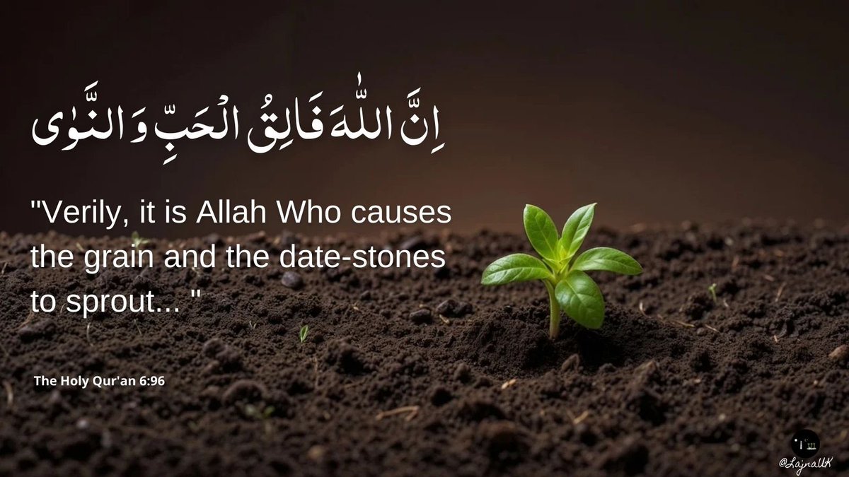 “Verily, it is Allah Who causes the grain and the date-stones to sprout…”

The Holy Qur’an 6:96