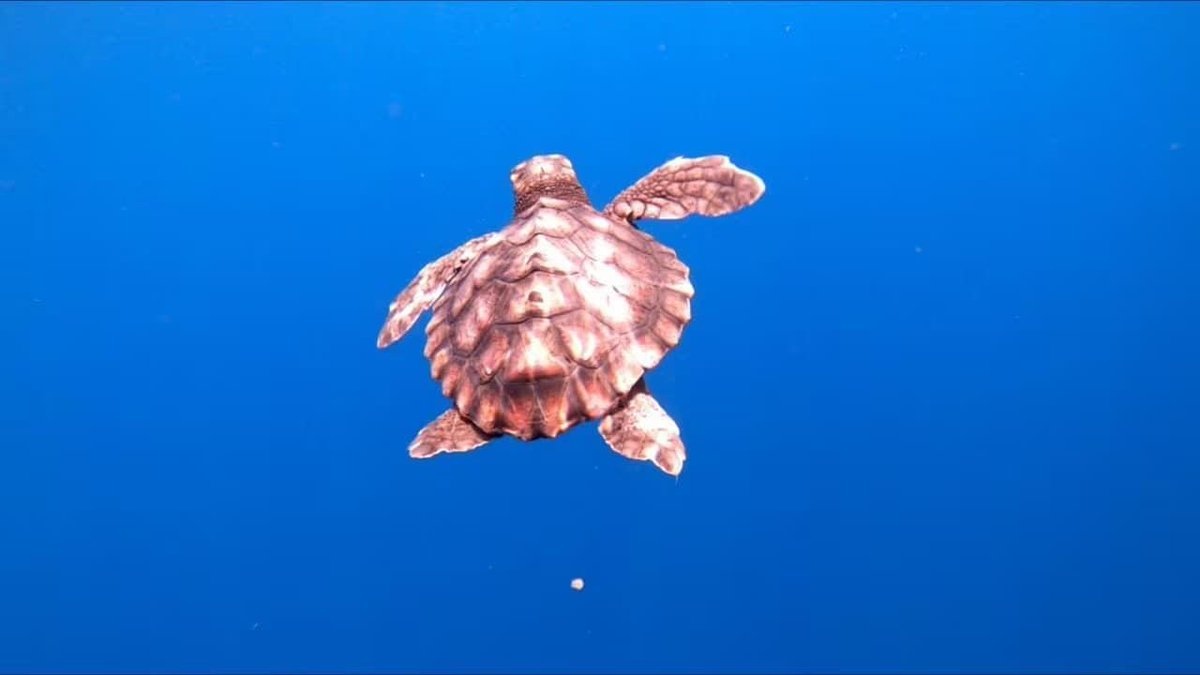jblasa's tweet image. 🐢 Turtle Point: a Lipari nasce un nuovo centro per il mare! - Calabria Tour

#lipari
#eolie
#turtlepoint
#sicilia
#rispettarelacalabria
#eventicalabria
#turismo
#calabria
#calabriatour
#jblasa 
buff.ly/apMaXyA