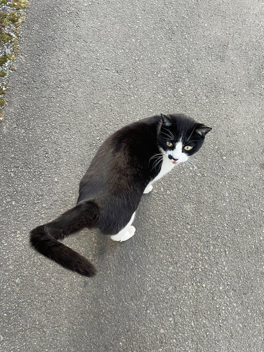 cat_volunteer's tweet photo. 4/24(明日)新入生への案内も兼ねた地域猫の見回り活動を行います🐈👀
16:30に1号館前集合です💨
前回の説明会に参加した子もしてない子も、是非きてください✨ https://t.co/TwIZioXTXL