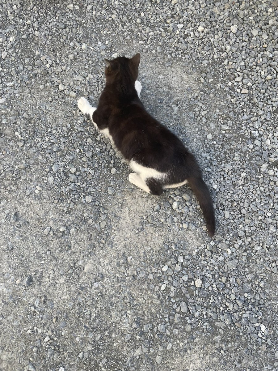 cat_volunteer's tweet photo. 4/24(明日)新入生への案内も兼ねた地域猫の見回り活動を行います🐈👀
16:30に1号館前集合です💨
前回の説明会に参加した子もしてない子も、是非きてください✨ https://t.co/TwIZioXTXL