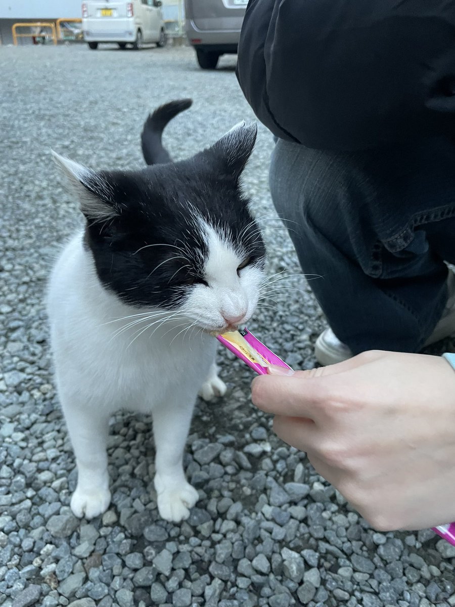 cat_volunteer's tweet photo. 4/24(明日)新入生への案内も兼ねた地域猫の見回り活動を行います🐈👀
16:30に1号館前集合です💨
前回の説明会に参加した子もしてない子も、是非きてください✨ https://t.co/TwIZioXTXL