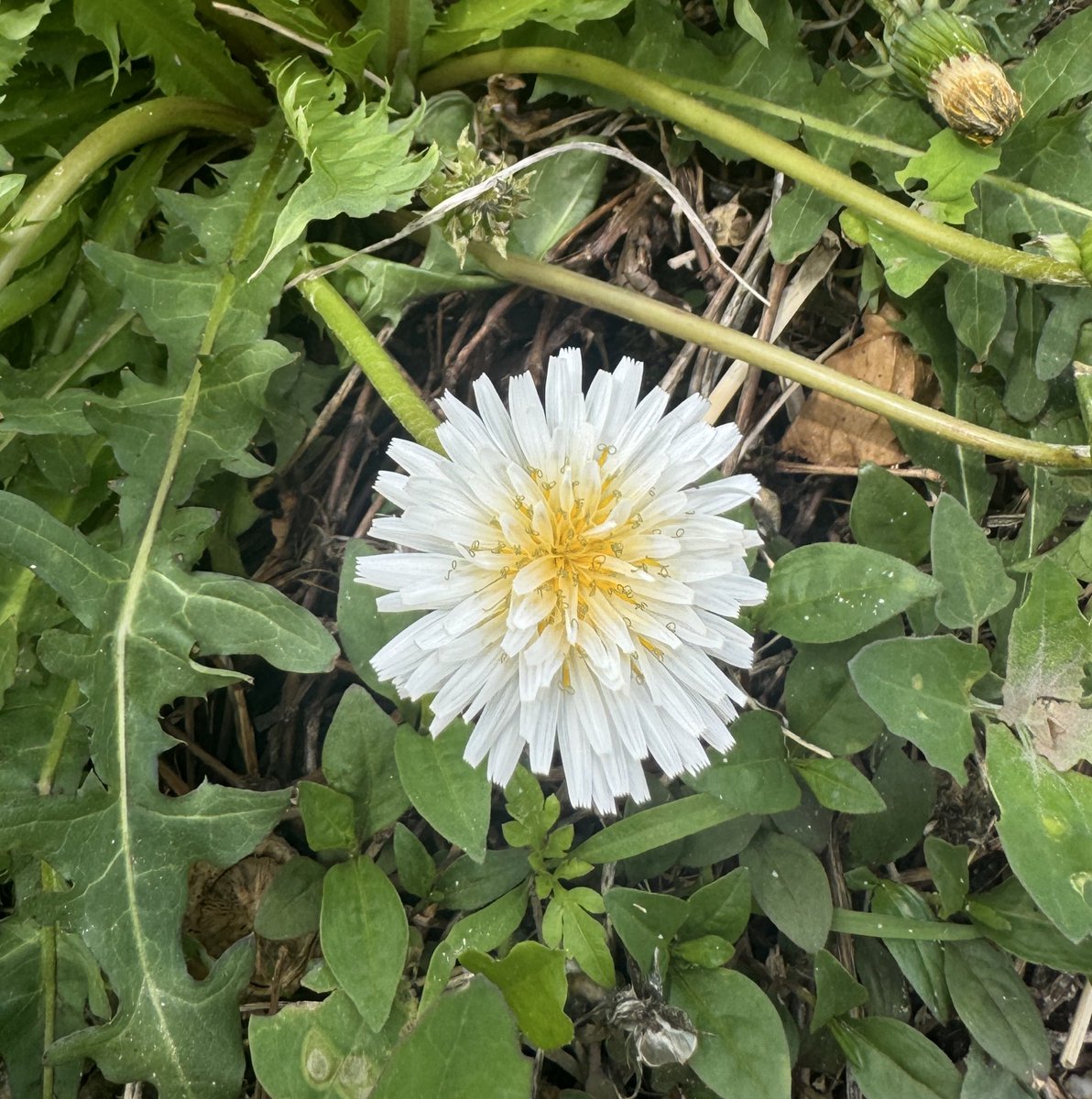 토종 하얀 민들레 “내 사랑을 그대에게 드려요”
-보고픈 빈이에게-