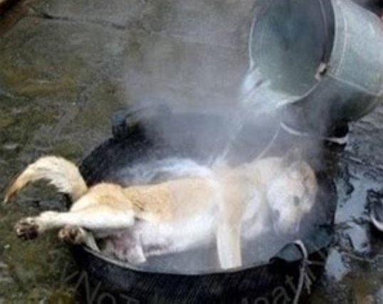 Bapak ahmed suryanto (@bapak7189) on Twitter photo The problem is, animals are tortured in China, skinned alive in public parks, dogs bloated with water before sale to restaurants and then burned alive with blow torch, no animal cruelty laws, so you are judged as a nation. <a href="/ECOAlphaTango/">αTYGER Ⓥ 🇺🇸</a> <a href="/ElenaHaskins/">Elena Haskins, Authentic American</a> <a href="/PhaedraXTeddy/">Phaedra</a> The problem is, animals are tortured in China, skinned alive in public parks, dogs bloated with water before sale to restaurants and then burned alive with blow torch, no animal cruelty laws, so you are judged as a nation. <a href="/ECOAlphaTango/">αTYGER Ⓥ 🇺🇸</a> <a href="/ElenaHaskins/">Elena Haskins, Authentic American</a> <a href="/PhaedraXTeddy/">Phaedra</a>