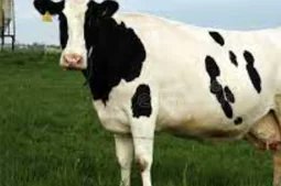 Veterinary Ireland (@veterinaryhq) on Twitter photo Bovine Reproduction & Ultrasound Scanning 2025 DATE: Wednesday 21st May 25 LOCATION: Tullamore Court Hotel, Co. Offaly and afternoon on farm practical on a local farm TIME: 09.00am – 17.00pm CVE CREDITS: TBC
MORE INFO
veterinaryireland.ie/images/cve_ima…
REG FORM
veterinaryireland.ie/images/cve_ima… Bovine Reproduction & Ultrasound Scanning 2025 DATE: Wednesday 21st May 25 LOCATION: Tullamore Court Hotel, Co. Offaly and afternoon on farm practical on a local farm TIME: 09.00am – 17.00pm CVE CREDITS: TBC
MORE INFO
veterinaryireland.ie/images/cve_ima…
REG FORM
veterinaryireland.ie/images/cve_ima…