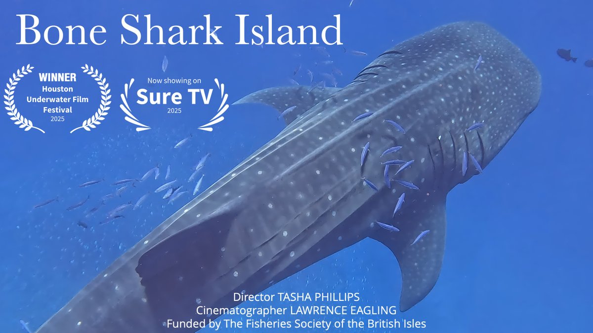 Swimming Head Productions (@swimming_head) on Twitter photo Delighted our film Bone Shark Island is an award ✨WINNER✨ We won the environmental category at Houston Underwater Film Festival!
Thanks to Kenix & <a href="/SHnationaltrust/">St Helena National Trust</a> for their research, <a href="/m_fletcher8/">Michelle Fletcher</a> for gorgeous extra footage & <a href="/TheFSBI/">fsbi</a> for their generous support of this film. Delighted our film Bone Shark Island is an award ✨WINNER✨ We won the environmental category at Houston Underwater Film Festival!
Thanks to Kenix & <a href="/SHnationaltrust/">St Helena National Trust</a> for their research, <a href="/m_fletcher8/">Michelle Fletcher</a> for gorgeous extra footage & <a href="/TheFSBI/">fsbi</a> for their generous support of this film.