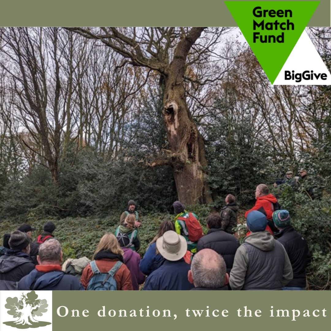 Big Give’s #GreenMatchFund
We support a national community of advocates for ancient trees and the life they host. We sustain connections amongst people and our oldest trees- events are free to attend and open to all. Please donate if you like what we do.tinyurl.com/yznn5x5e