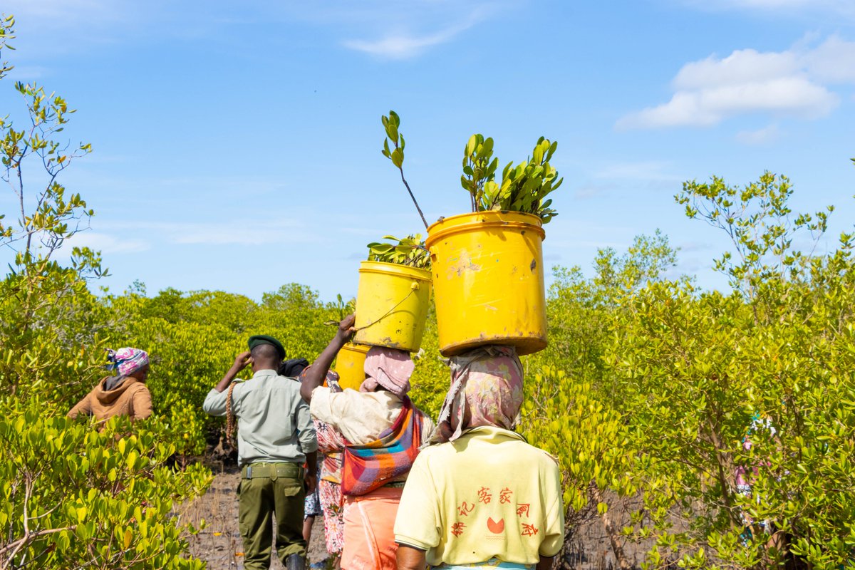 The long rains are here with us, and so is the opportunity to restore life. 🌧📷. We partnered with the Kenya Forest Service (KFS); Community Forest Associations (CFAs) to plant 8,200 mangrove seedlings across four villages to restore degraded sites.
#CommunityLedConservation