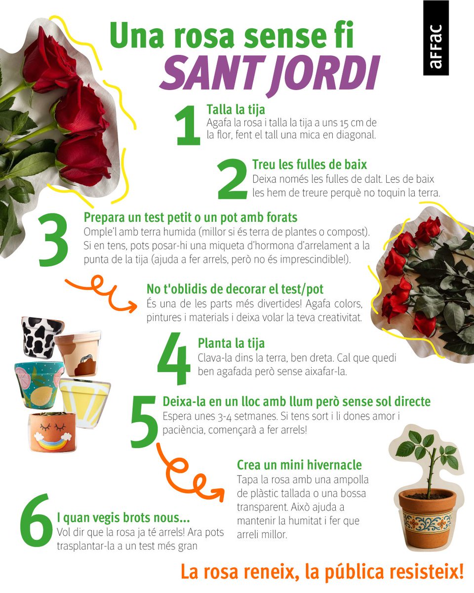 Famílies, bona diada de Sant Jordi! 🌹📚

Us desitgem que gaudiu molt d'aquest dia tan bonic i us animem a donar un toc original a la tradició: plantar la rosa que us regalen perquè perduri en el temps!  🪴

♥️ Aquí us deixem les instruccions.
