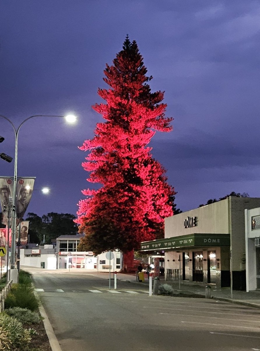 In preparation for Anzac day, the shire has lit up the central pine tree in town, it is very effective.
